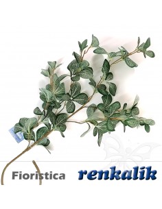 Dossinia color verde salvia...