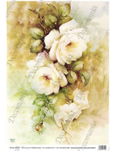 Carta Rose bianche